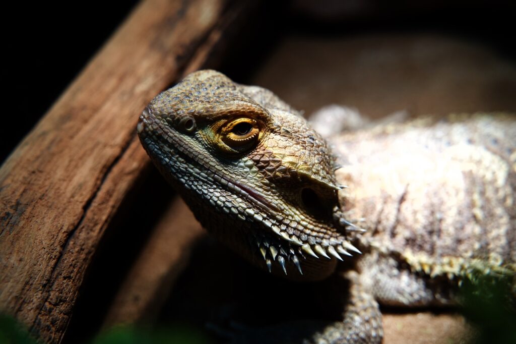 bearded dragon, lizard, reptile, head, close up, wildlife, amphibian, bearded dragon, bearded dragon, bearded dragon, bearded dragon, bearded dragon