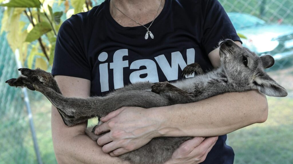 A volunteer cradles a baby wallaby joey at an animal sanctuary in Australia, showcasing wildlife rescue efforts.