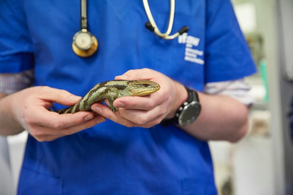 Conclusion: Restoring Your Lizard's Appetite