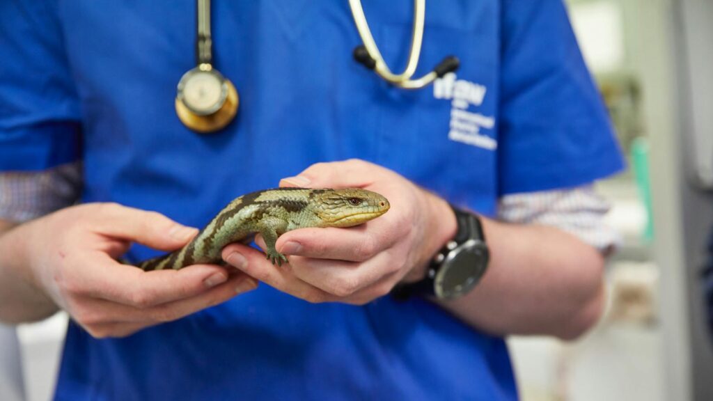 A vet examines a blue-tongued lizard at Bonorong Wildlife Sanctuary, Tasmania.