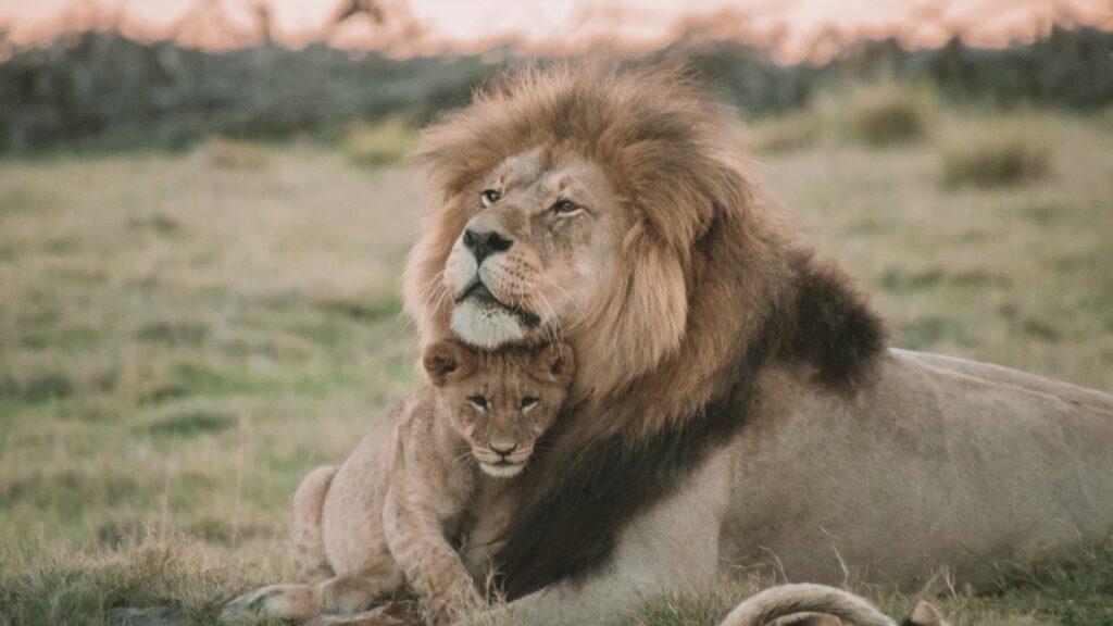 A majestic male lion gently nuzzles his cub in a grassy field at sunset.