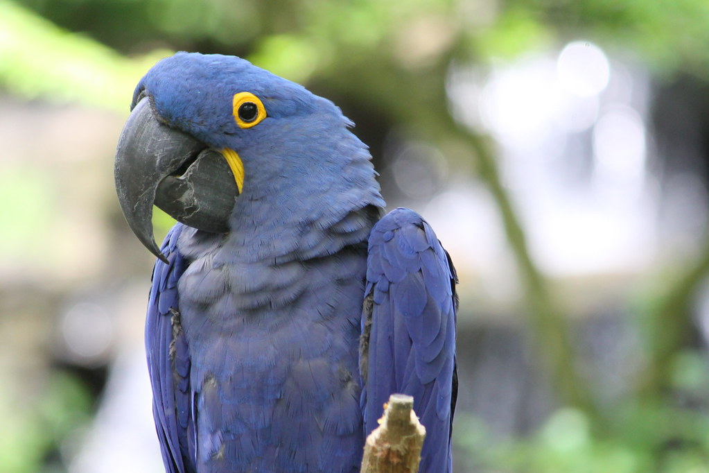 side view of a Hyacinth Macaw