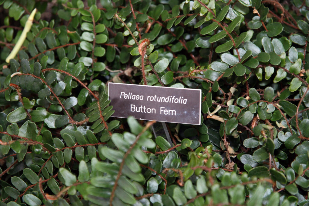 Ferns for Creating Microhabitats