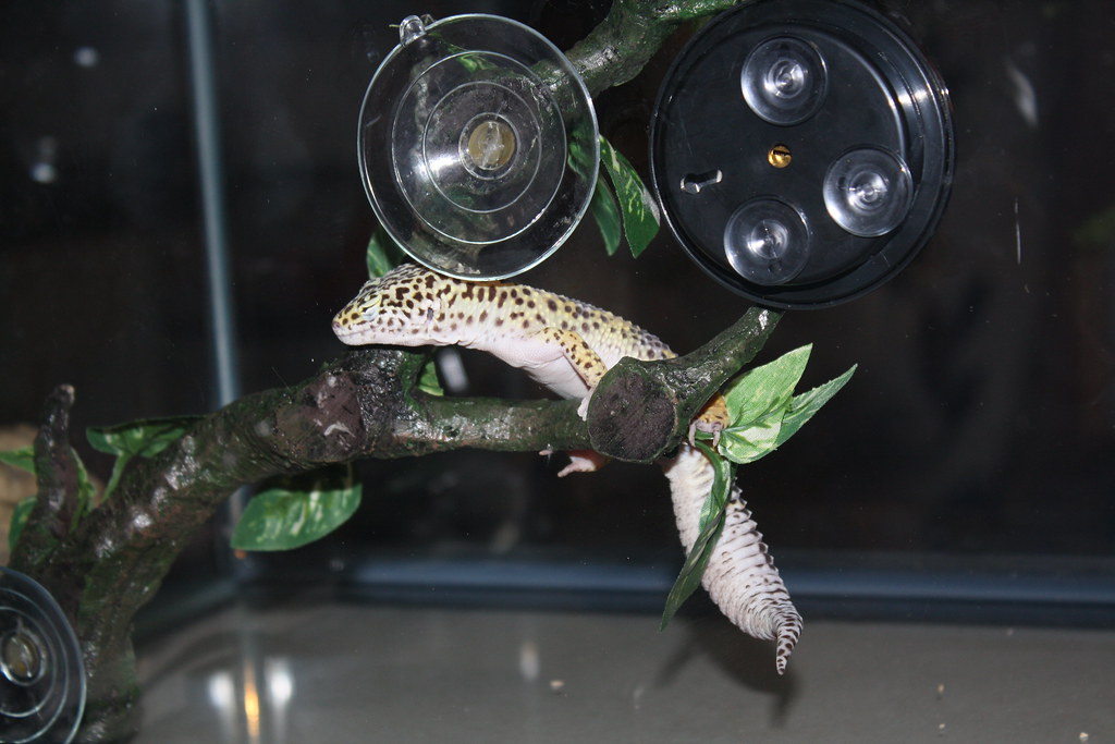 leopard gecko in an enclosure on a branch