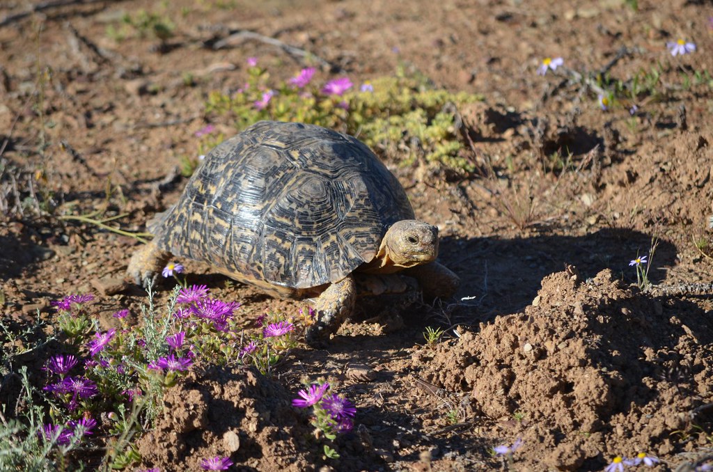 tortoise on sandy soil