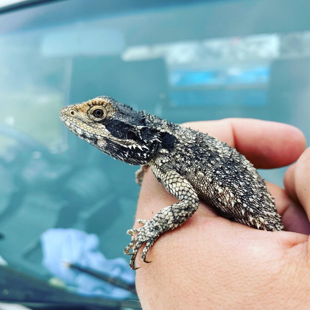 bearded dragon, animal, nature, pet, reptile, lizard, closeup