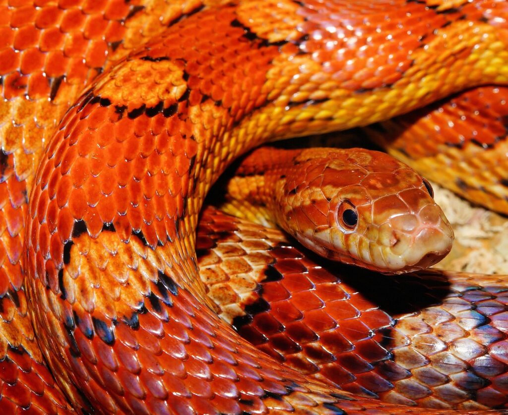 snake, reptile, animal, nature, corn snake, rat snake, pantherophis guttatuss, wild animal, wildlife, portrait
