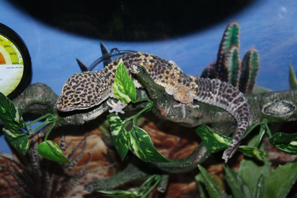leopard gecko resting between artificial plants