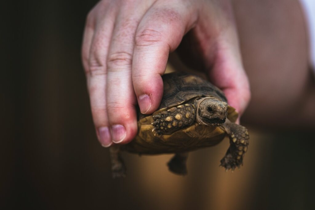 A close up of a person holding a small turtle