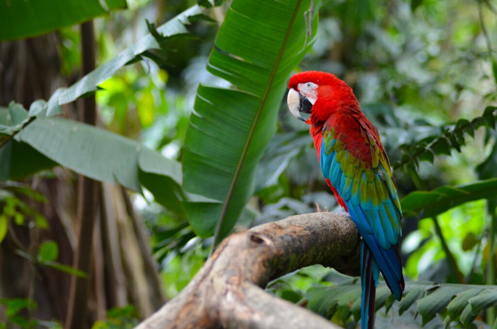 red green and blue macaw on brown tree branch during daytime