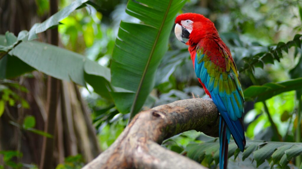 A large, colorful parrot with striking red, green, and blue feathers in a tropical setting.
