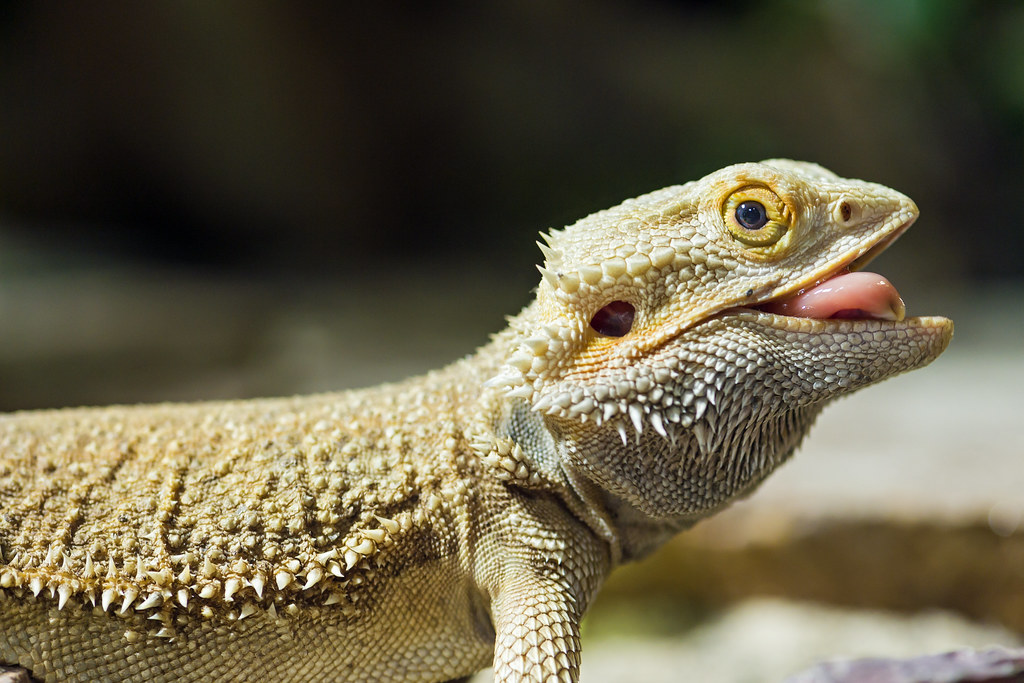 bearded dragon with its tongue sticking out