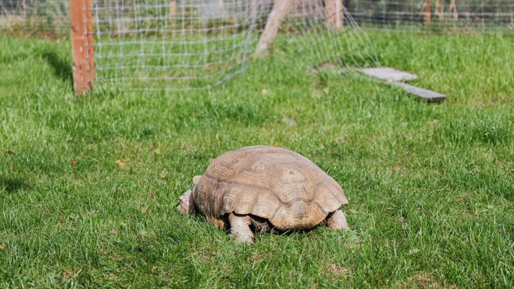 A tortoise leisurely explores a grassy outdoor enclosure on a sunny day.