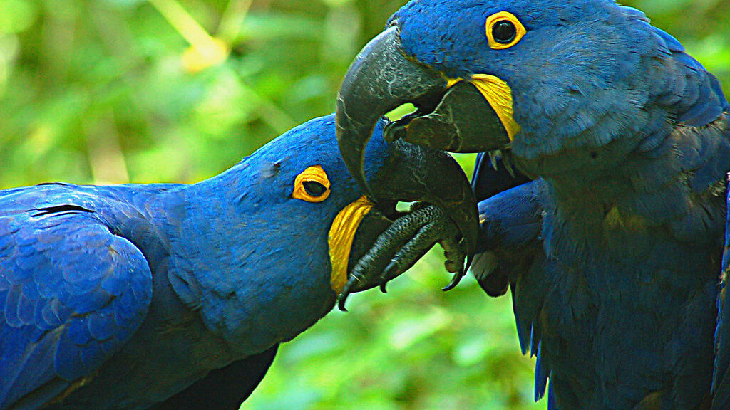 two Hyacinth Macaw on a branch