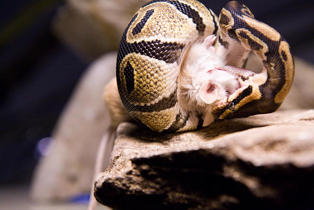 ball python eating a mouse