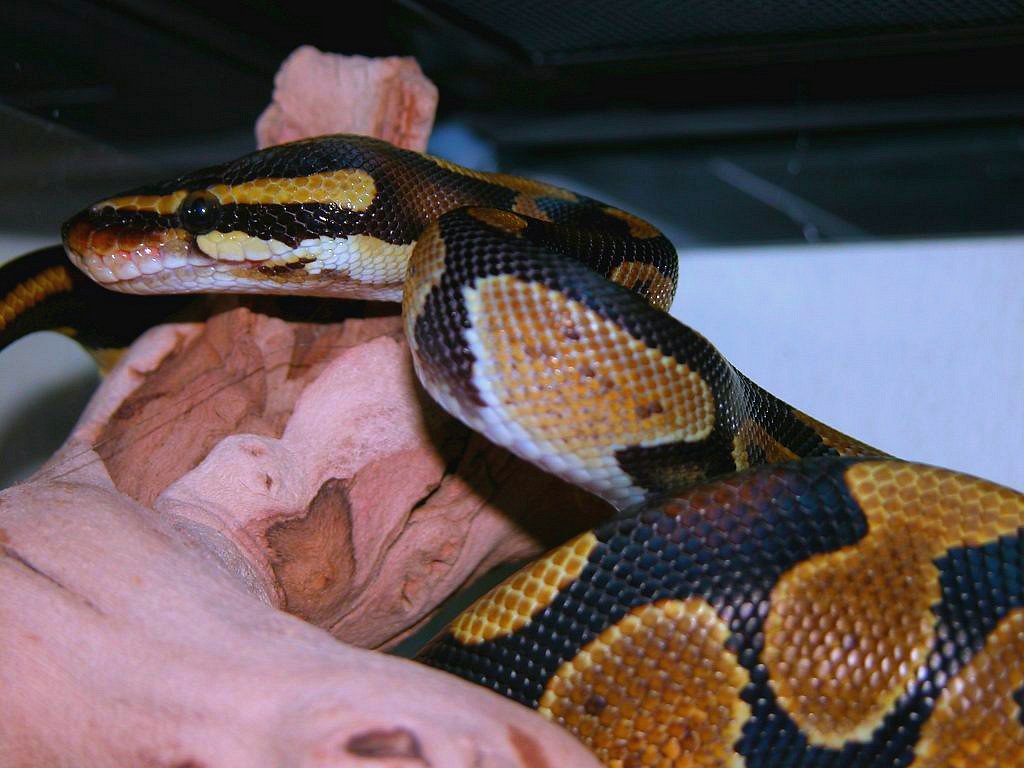 ball python on a dead log