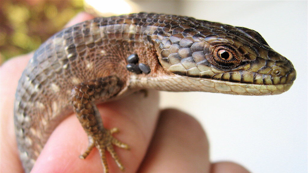 lizard being handled by owner