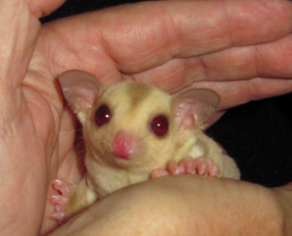 Uniquely Colored Sugar Gliders Cremino Male