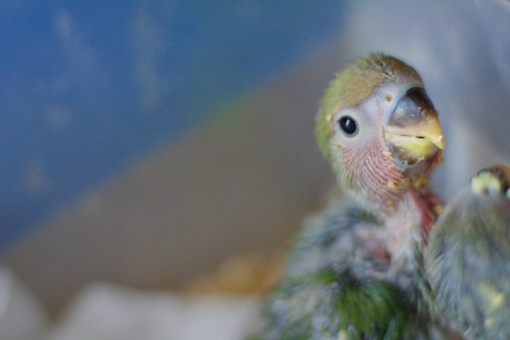 white and yellow bird juvenile