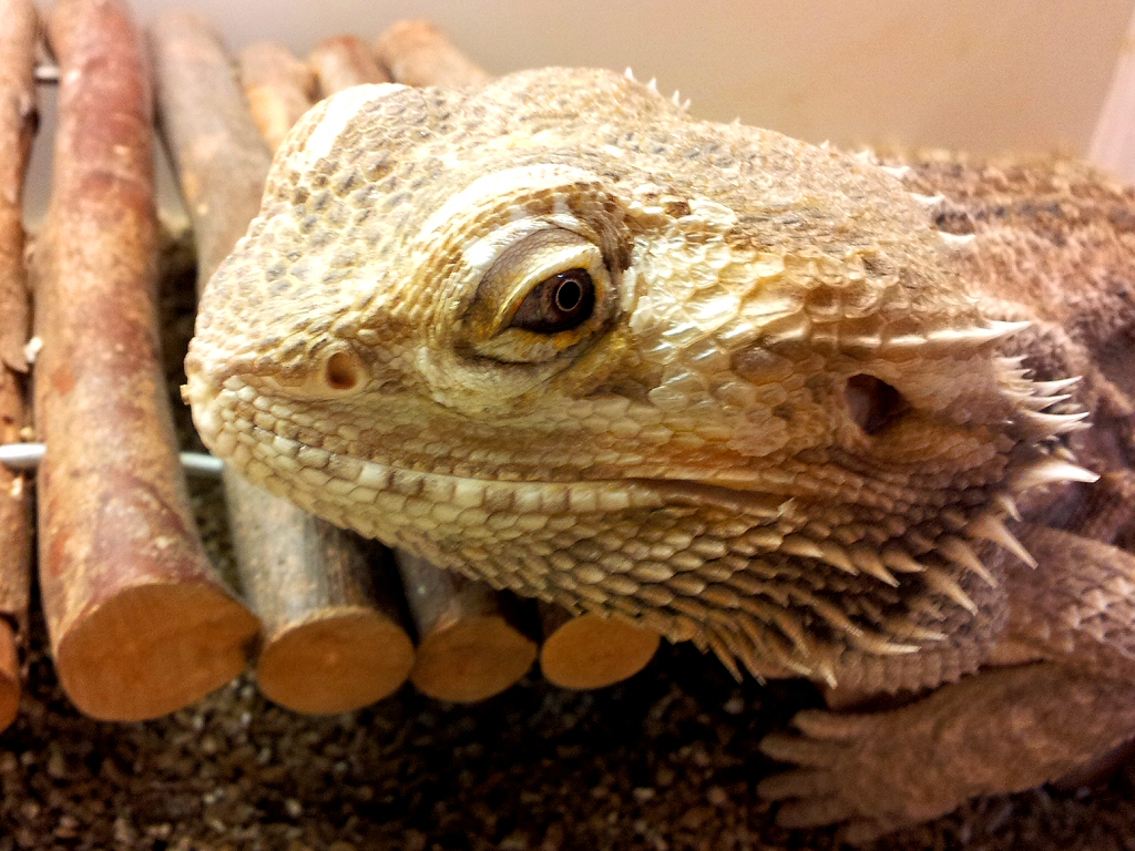 bearded dragon side view in its enclosure