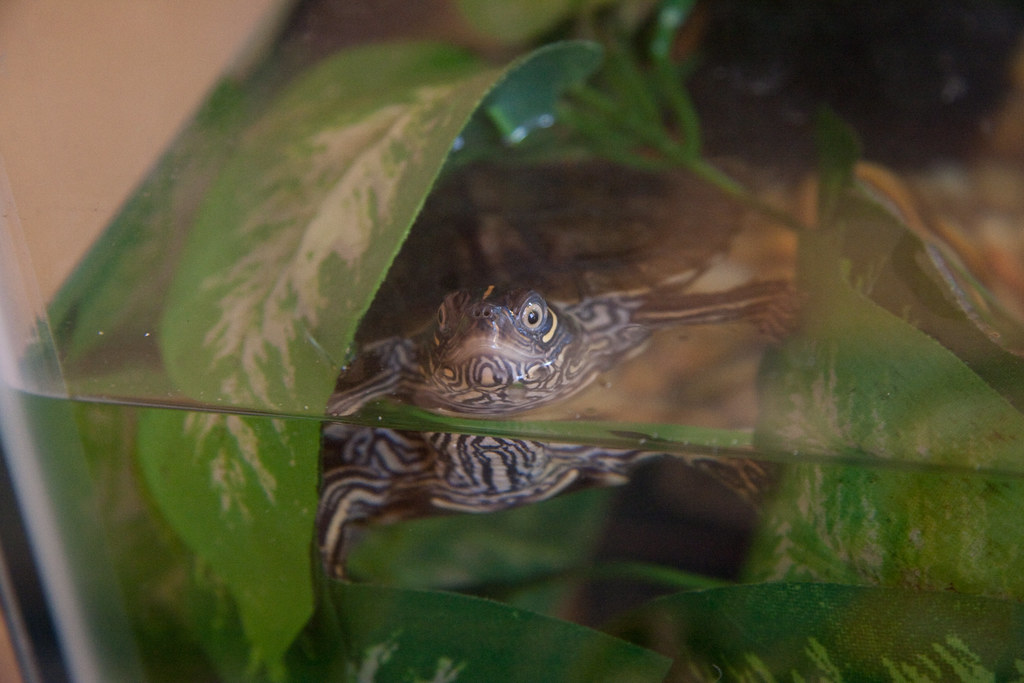 Cohabitation and Tank Mates