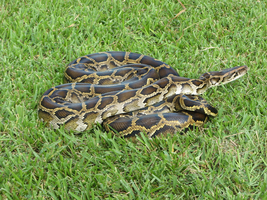 Invasive Species Concerns