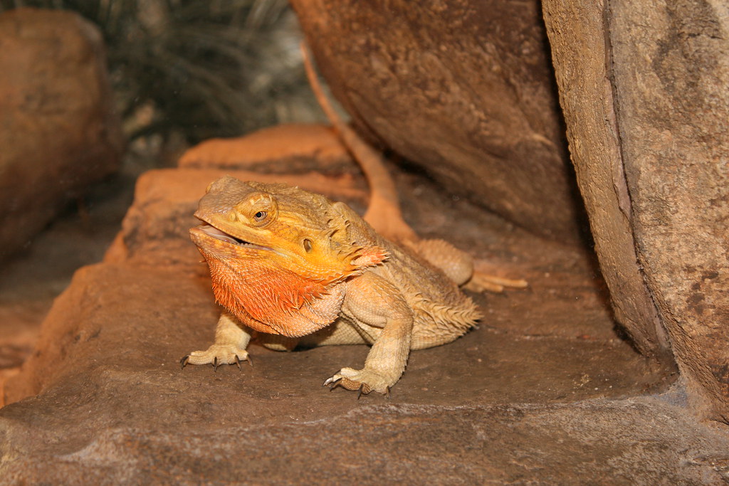 bearded dragon on a rocky surface