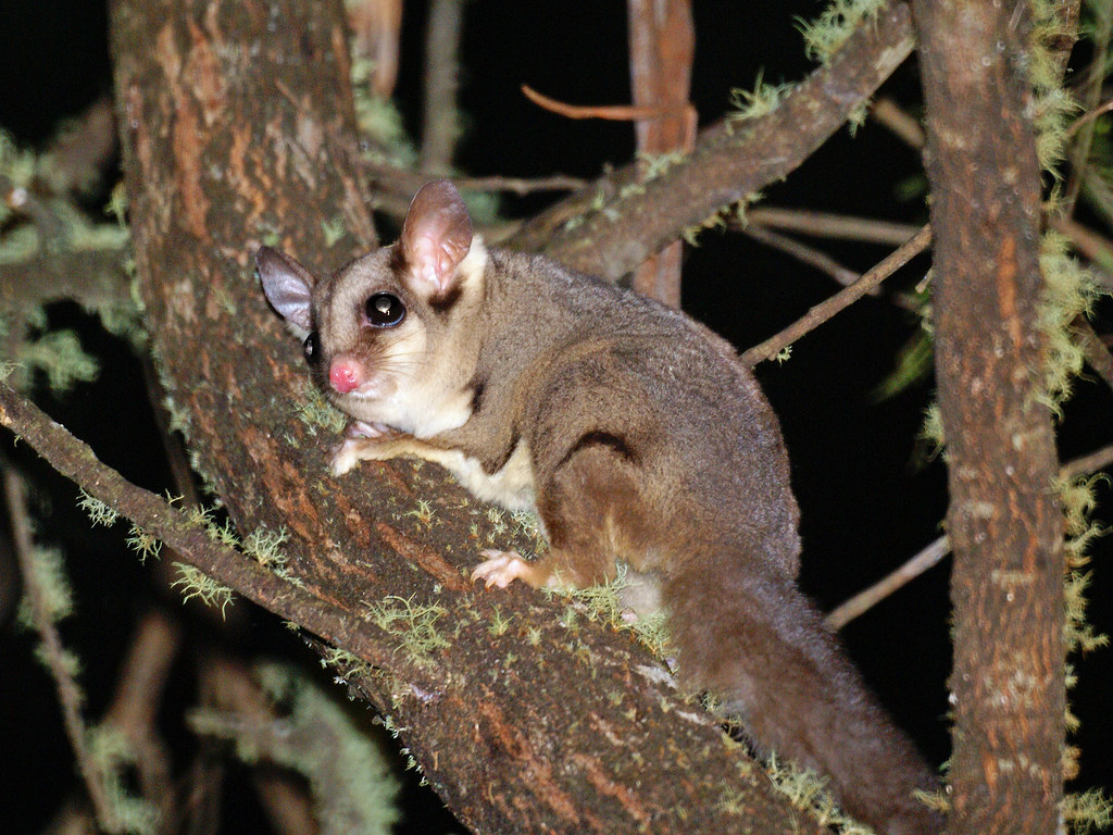 Sugar Glider in a tree at night.