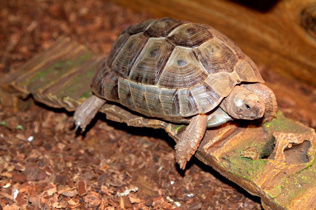 Greek Tortoise: Mediterranean Charm