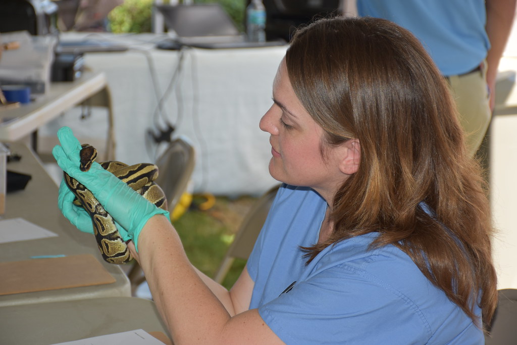 women handling a snake with plastic gloves