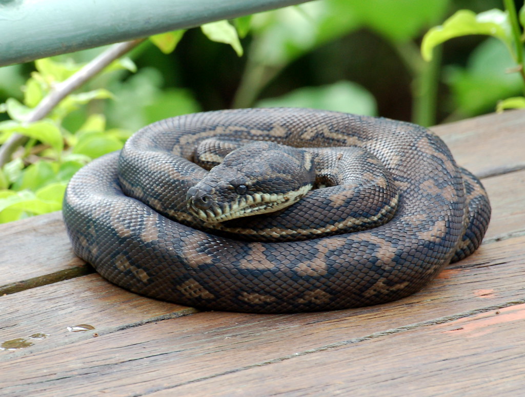 Understanding Normal Snake Behavior as a Baseline