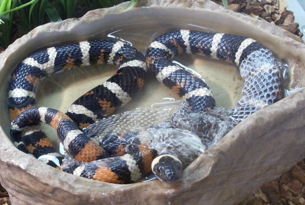 Problematic Shedding Patterns and What They Mean