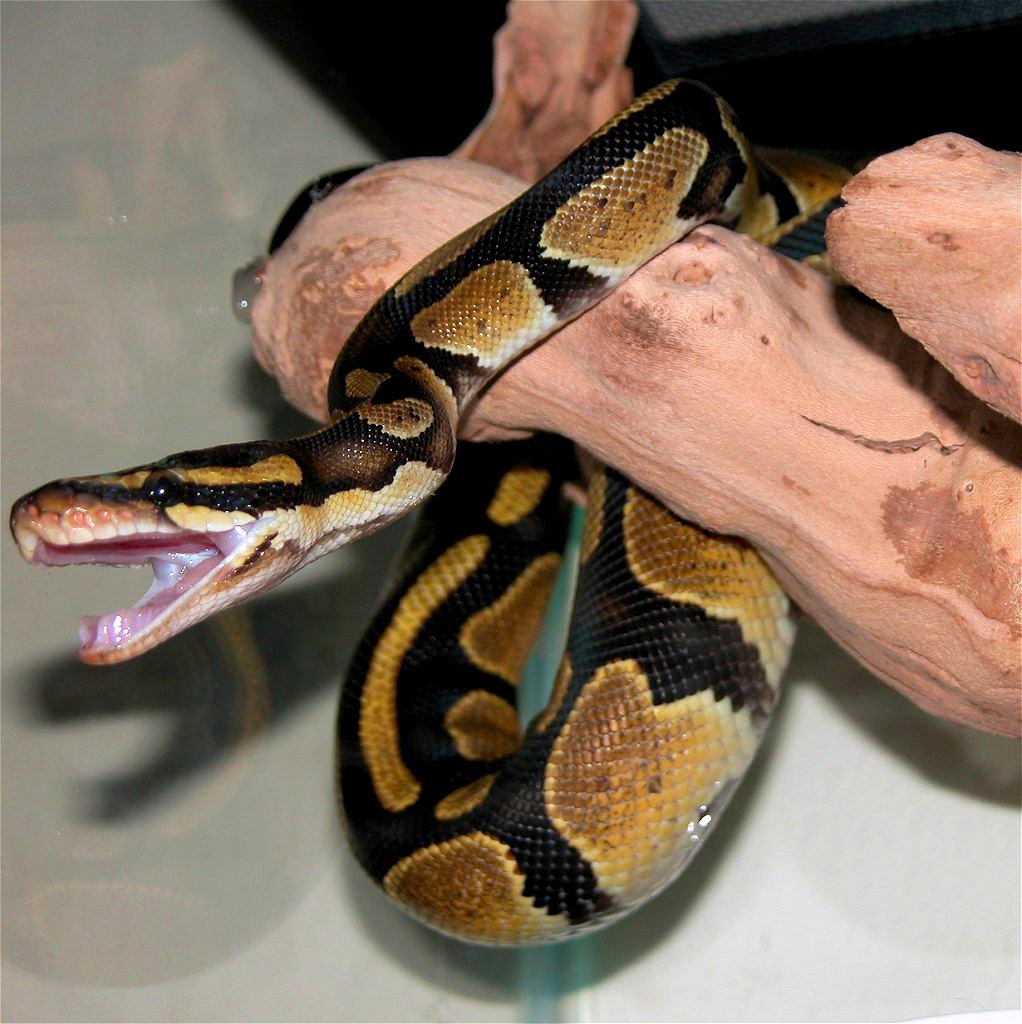 ball python hanging from a branch