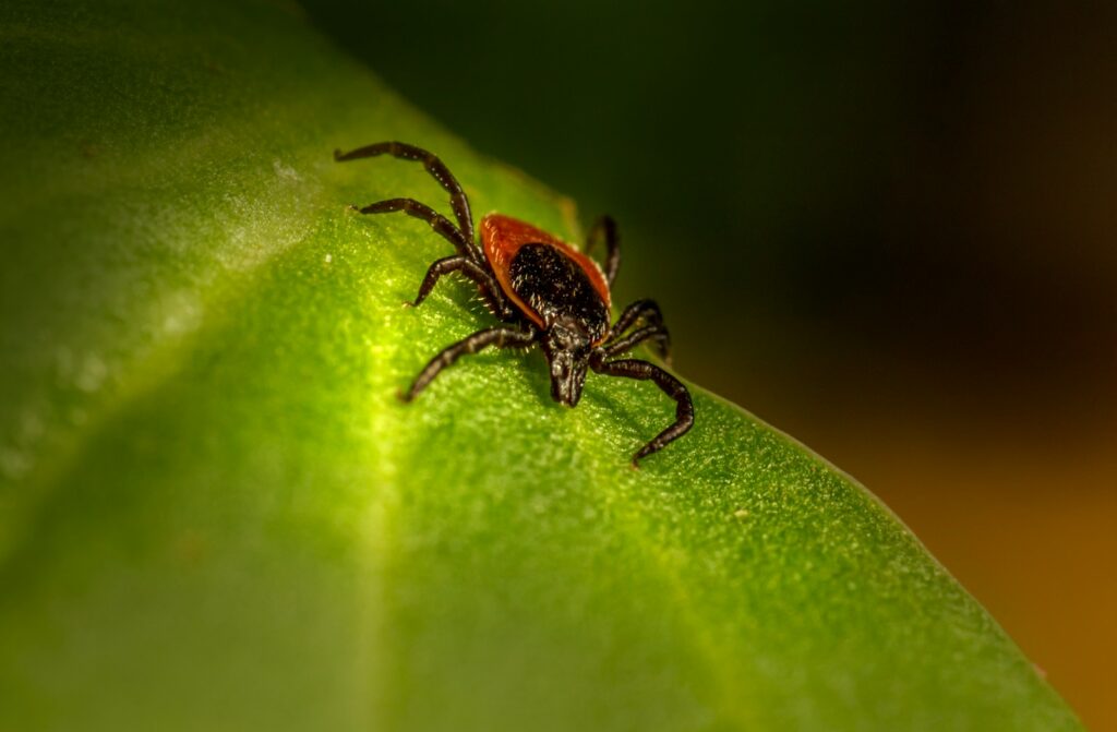 a close up of a spider on a green leaf