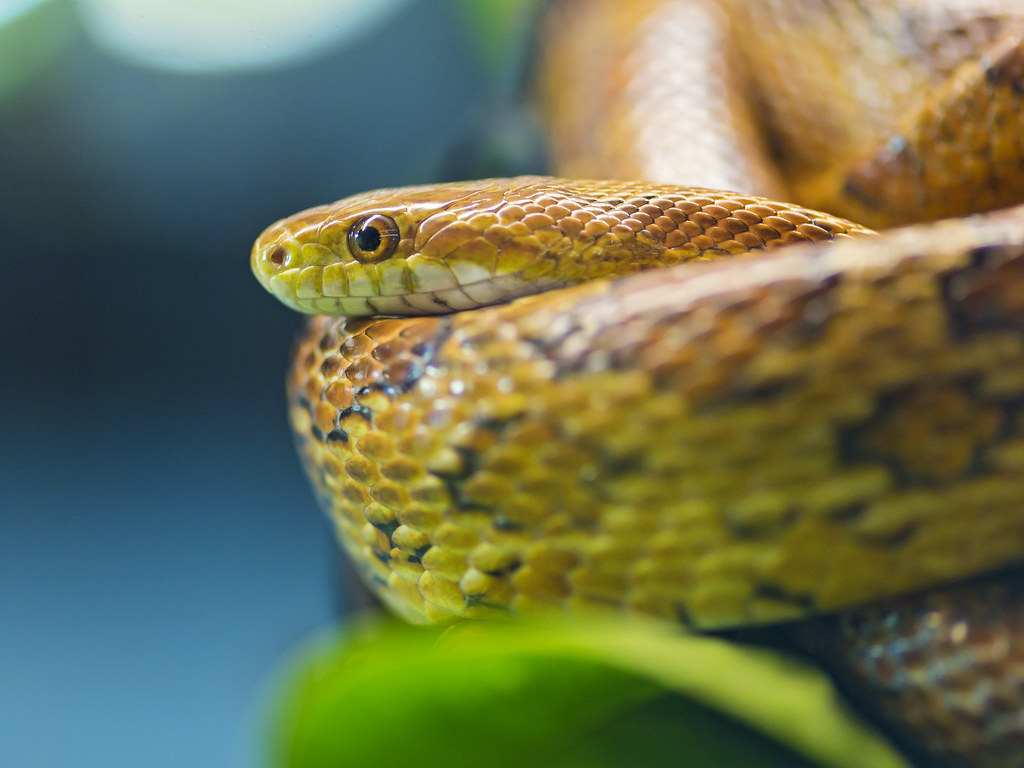 corn snake curled up