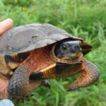Wood Turtle: The Intelligent Explorer