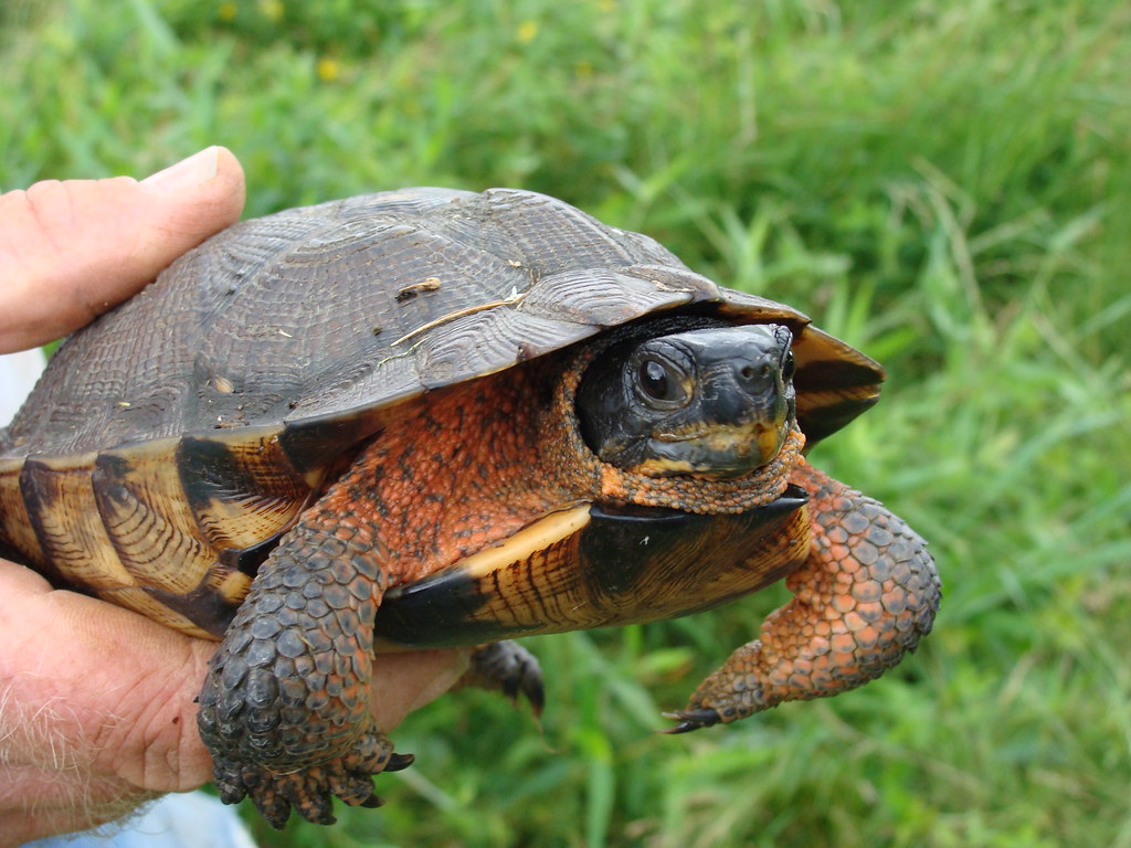 Wood Turtle: The Intelligent Explorer