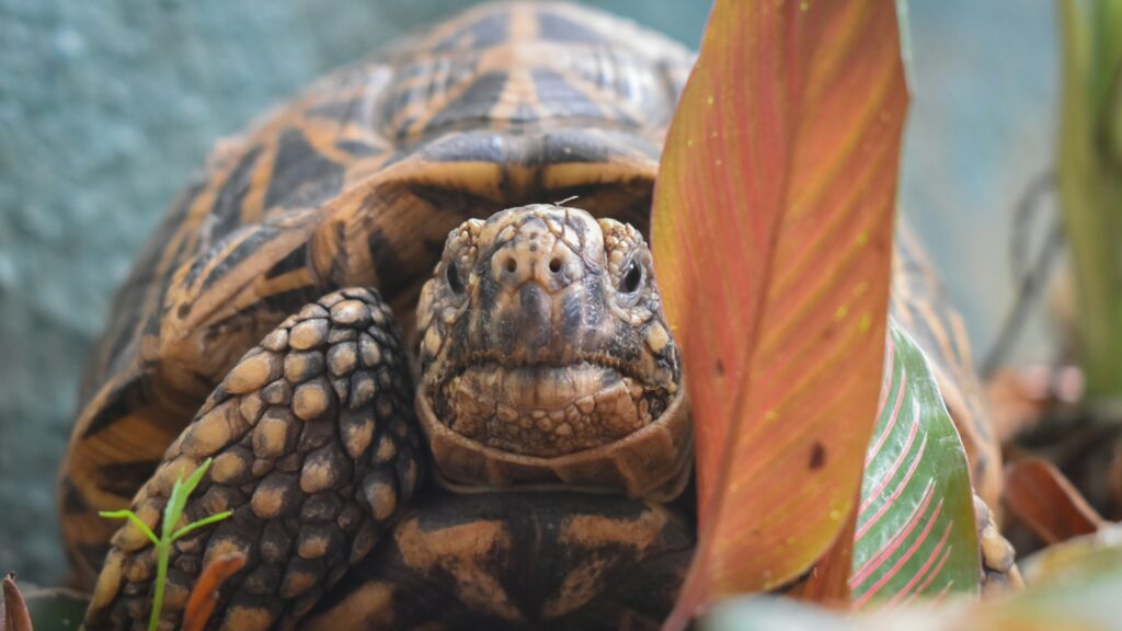 Close-up of a tortoise showcasing the unique and striking star patterns on its carapace.
