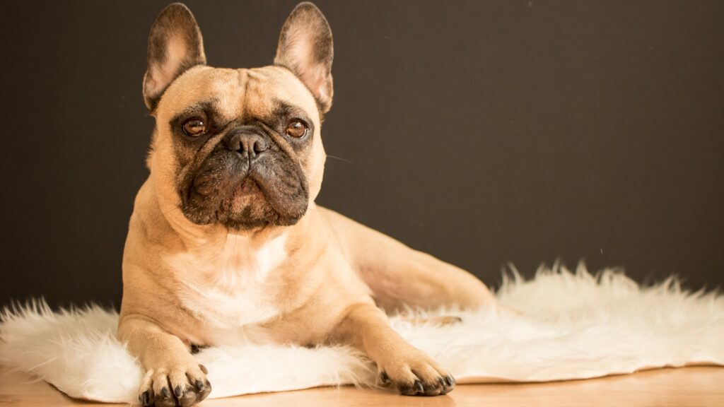 Brown and black French bulldog lying on a white fluffy rug against a black background.