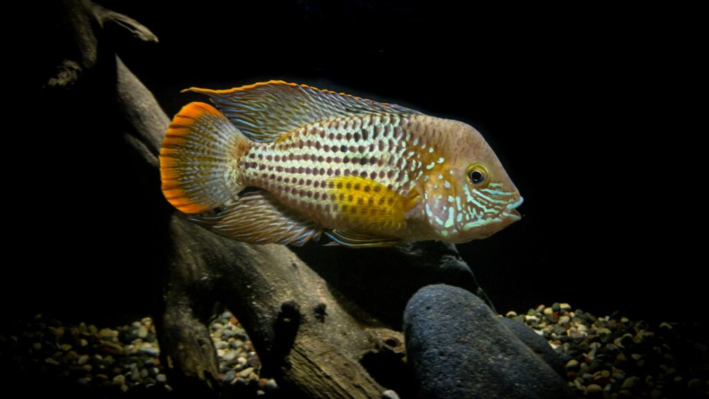 A close-up of a fish showcasing its iridescent scales and orange-rimmed fins, swimming near driftwood and rocks in a dimly lit tank