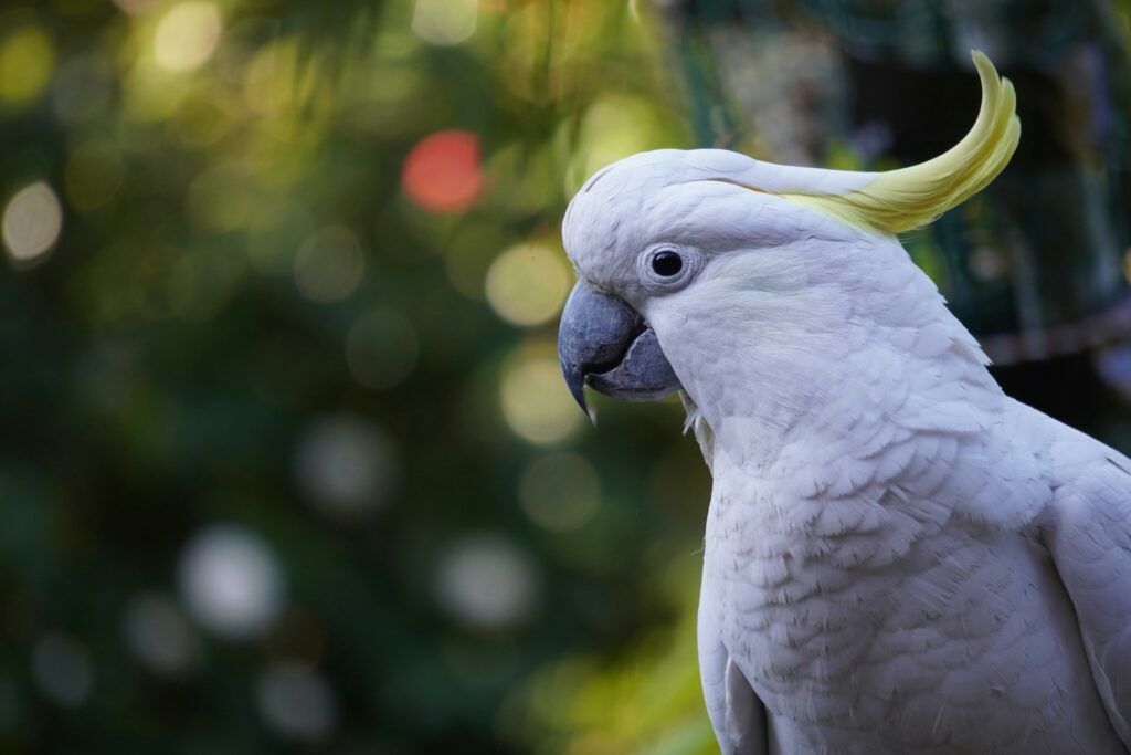 white cockatoo