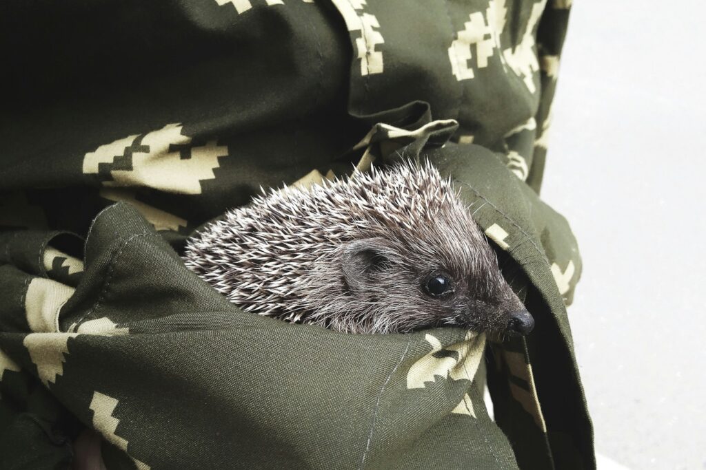 gray hedgehog