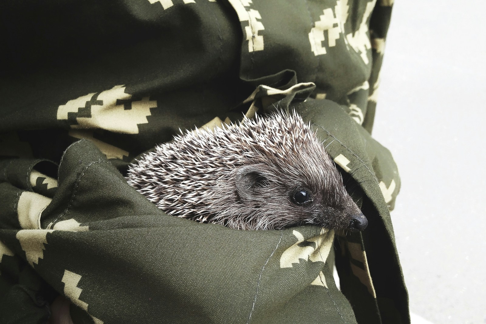 Hedgehog Care Guide: Diet, Habitat, and Handling
