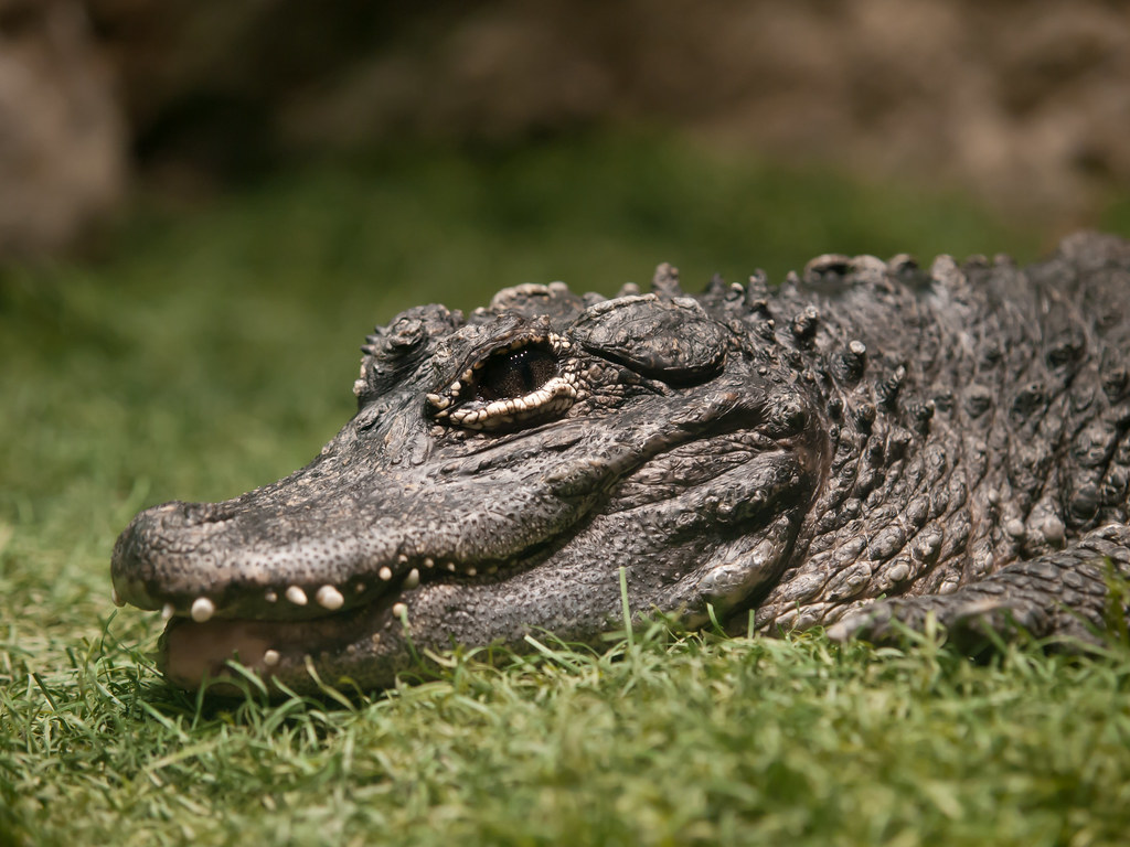 Chinese Alligator