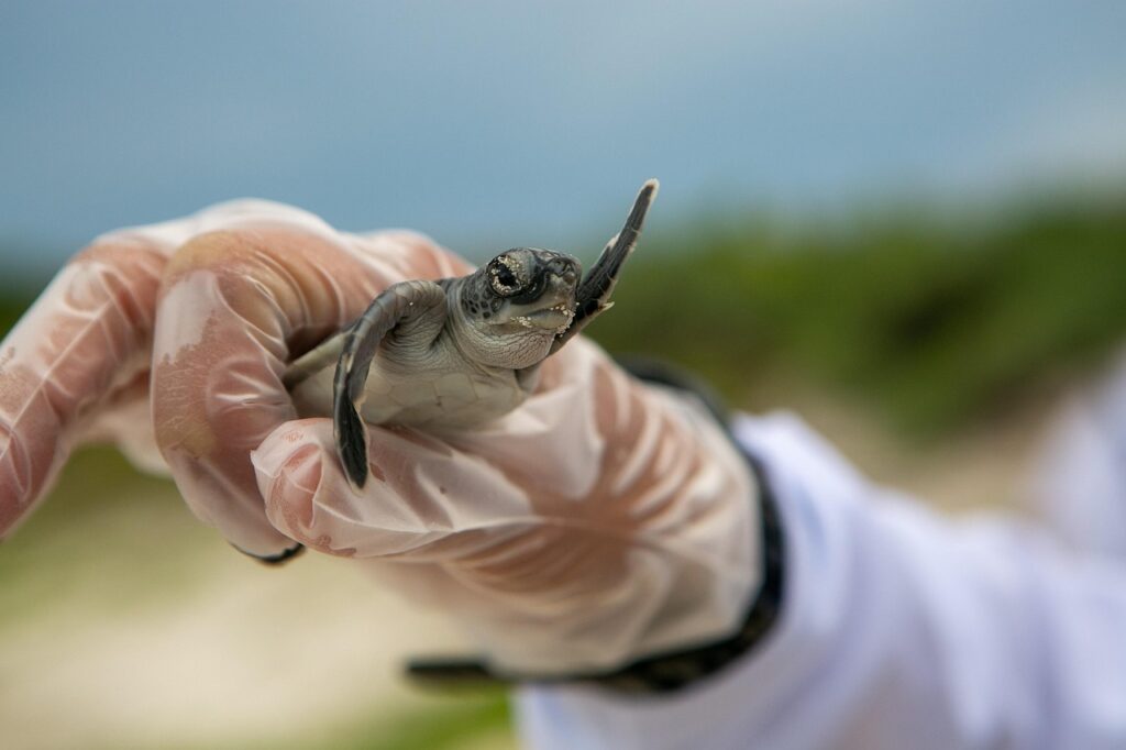baby turtle, animal, hand, turtle, baby, young, reptile, wildlife, nature, closeup, wildlife recovery, turtle, turtle, turtle, turtle, turtle