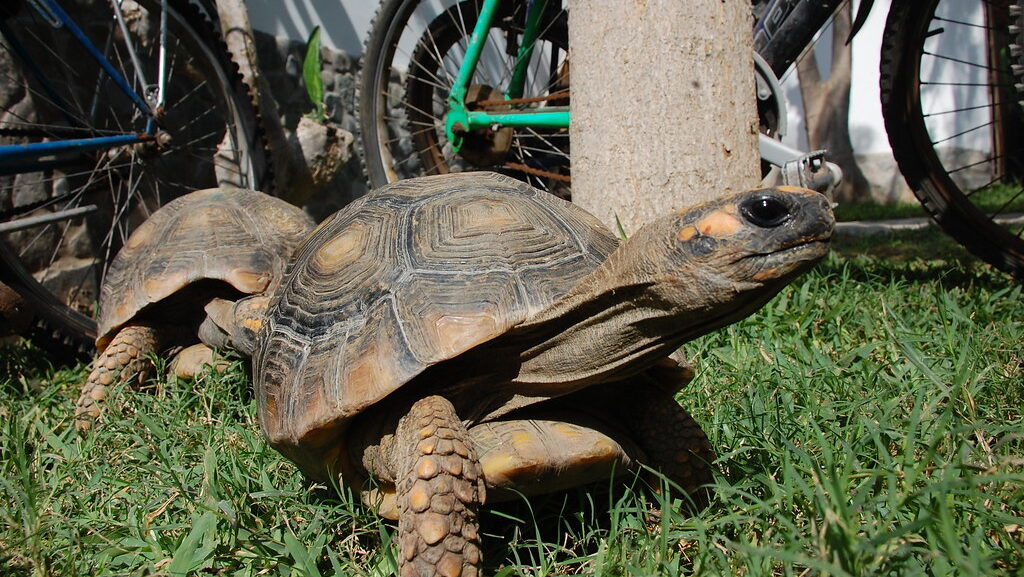 two pet tortoiseson gross