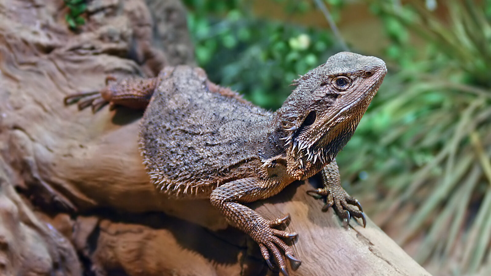 bearded dragon perching its head on a log