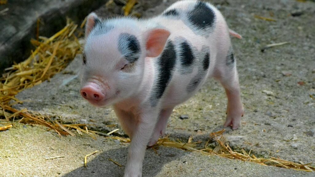 Adorable miniature piglet walking on a concrete floor, showcasing its unique spotted appearance.