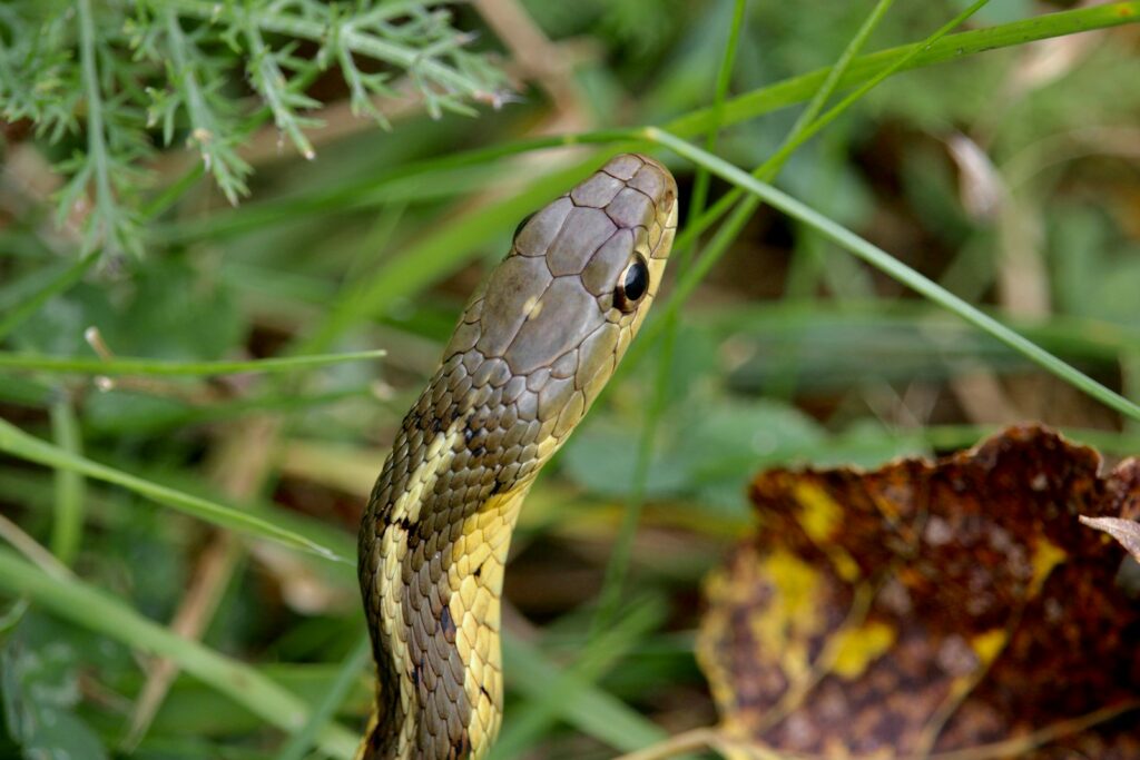 A snake that is sitting in the grass