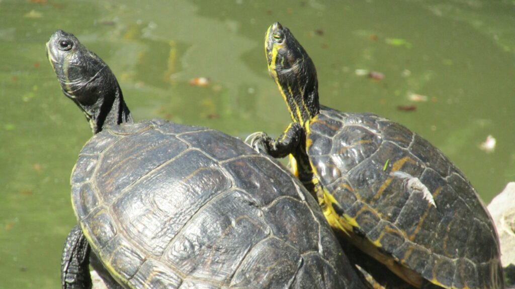 Close-up of two turtles showing their distinctive yellow markings while resting near water.
